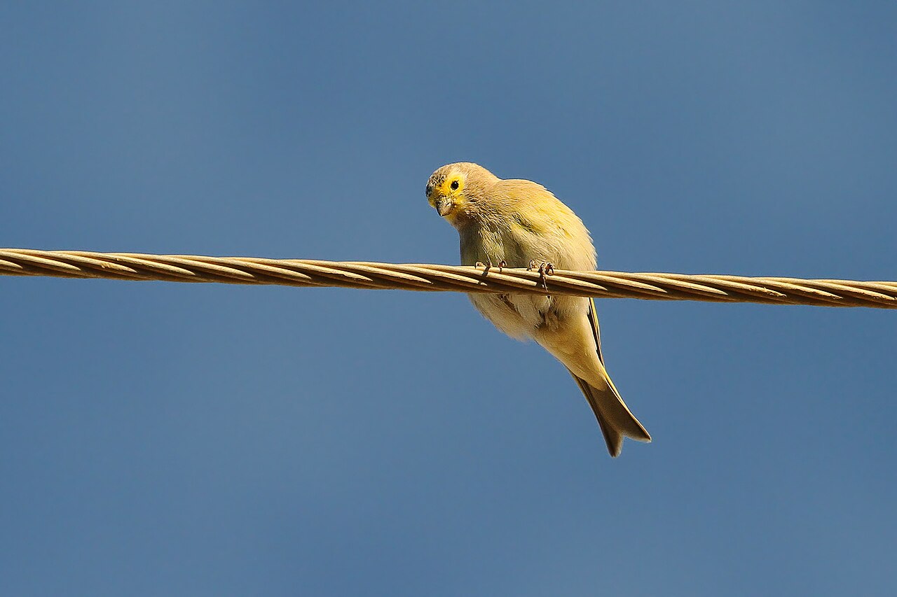 נדידת פרושים וירקונים