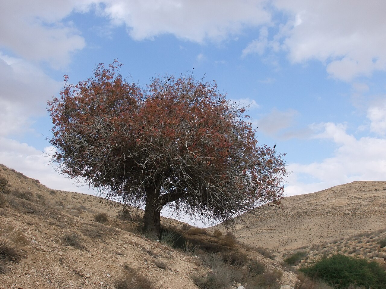 אלות אדומות