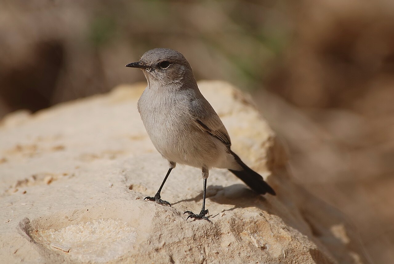 נדידת סלעיות