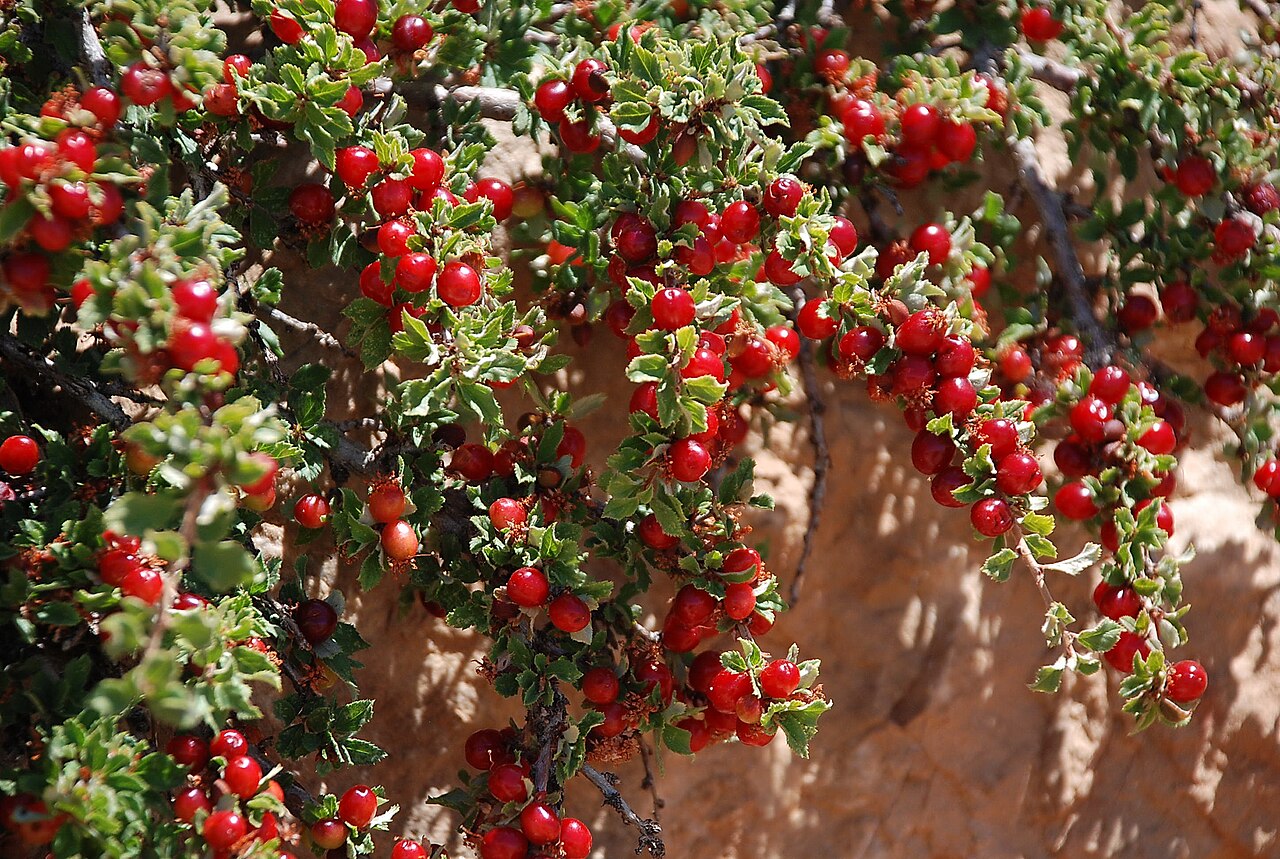 דובדבן בר (שרוע) בחרמון