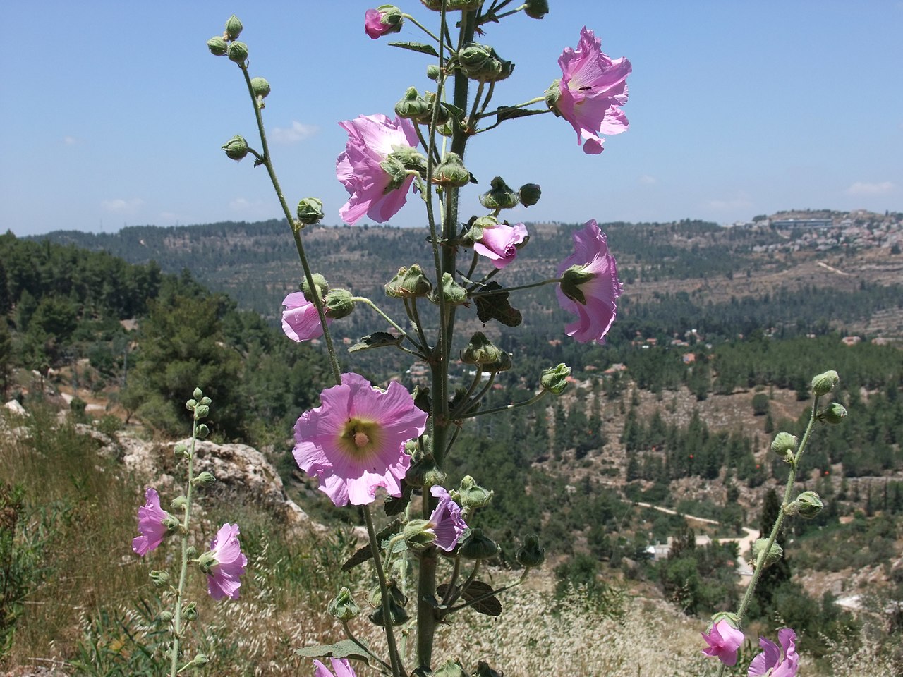 פריחת חטמית זיפנית
