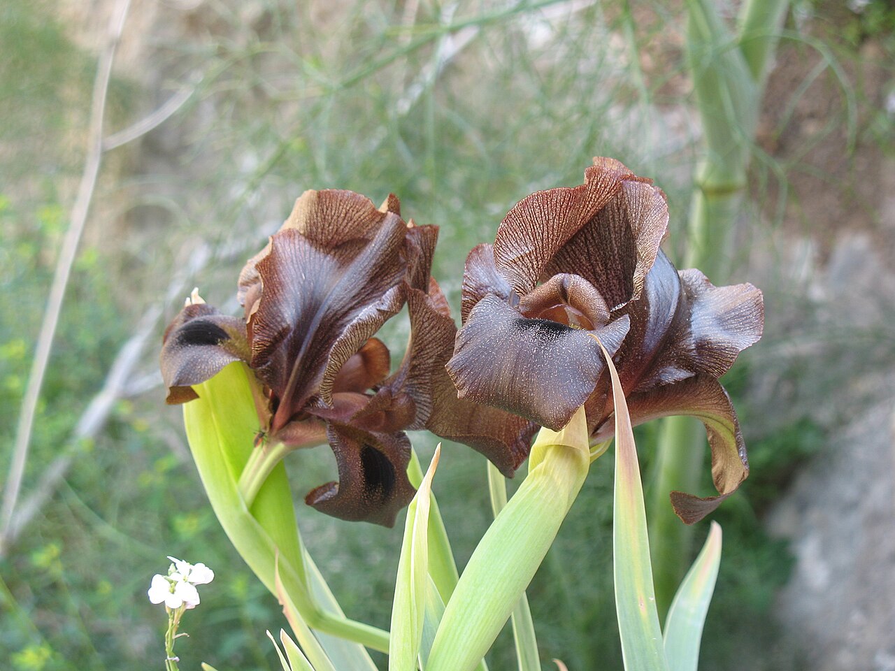אירוס שחום