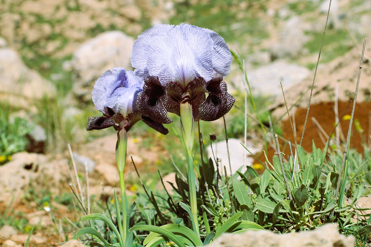 אירוס וסט