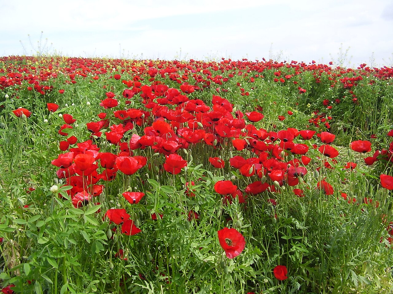 שדות פרגים
