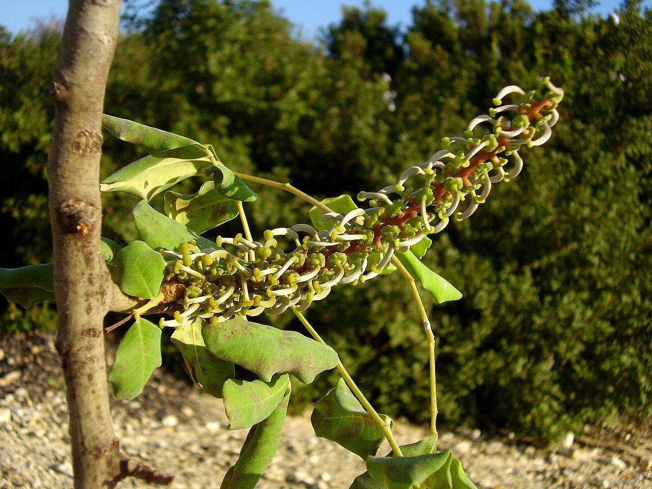 פריחת חרוב וריחו