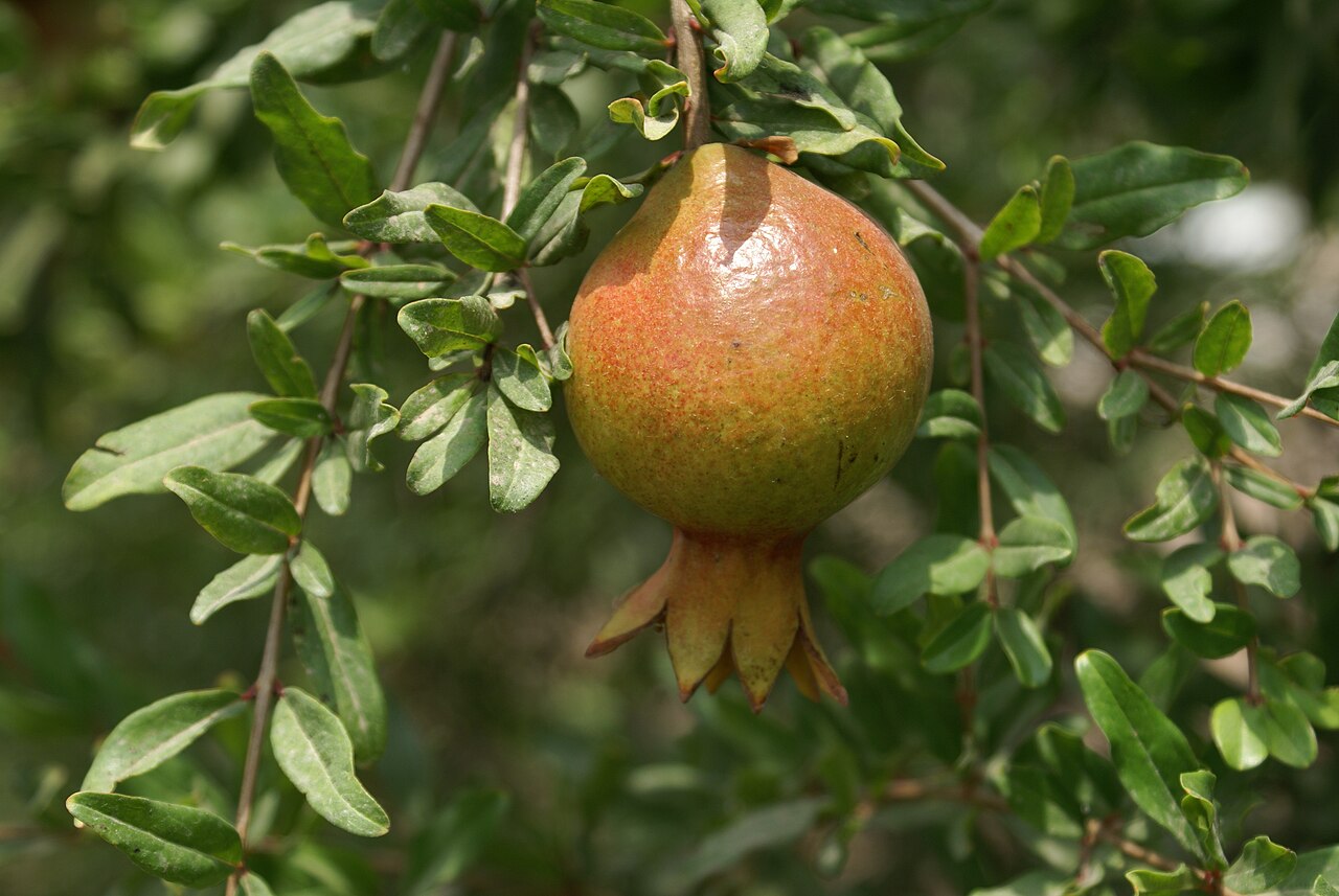 רימונים בשלים