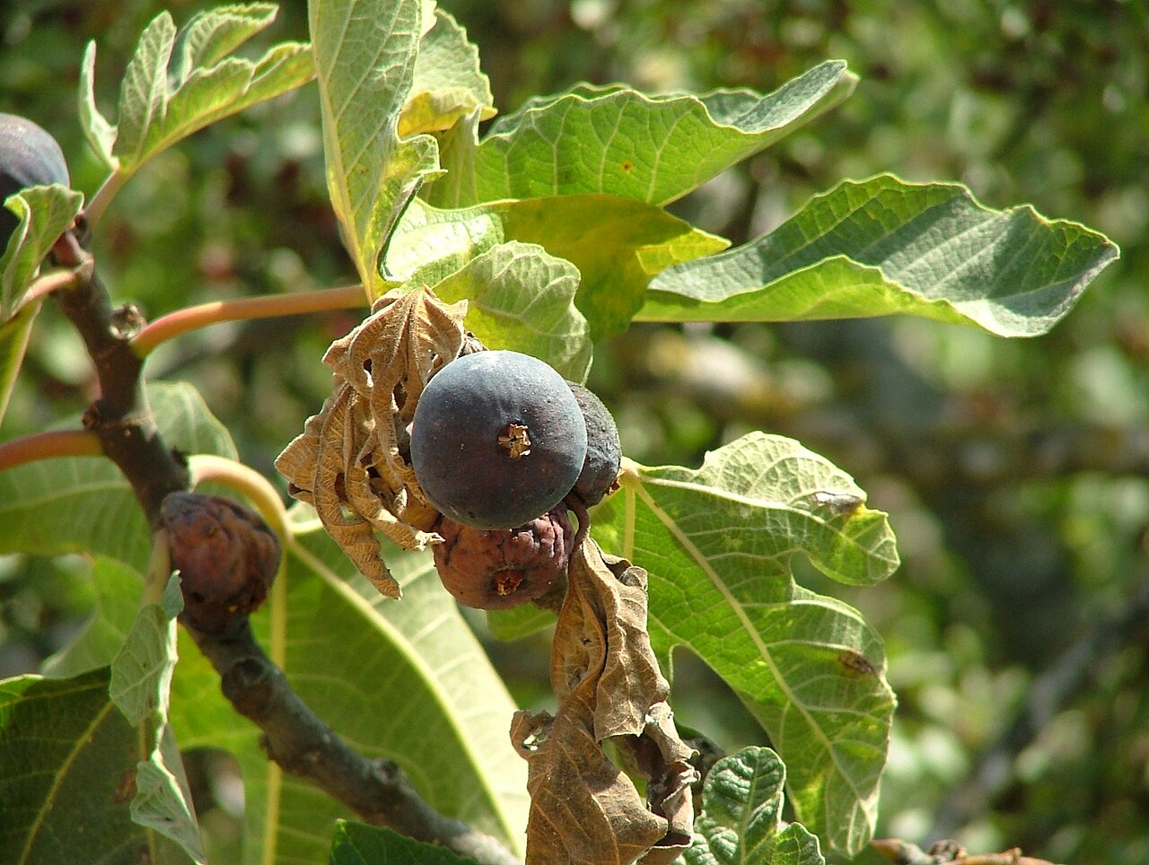 תאנים בשלות בטבע