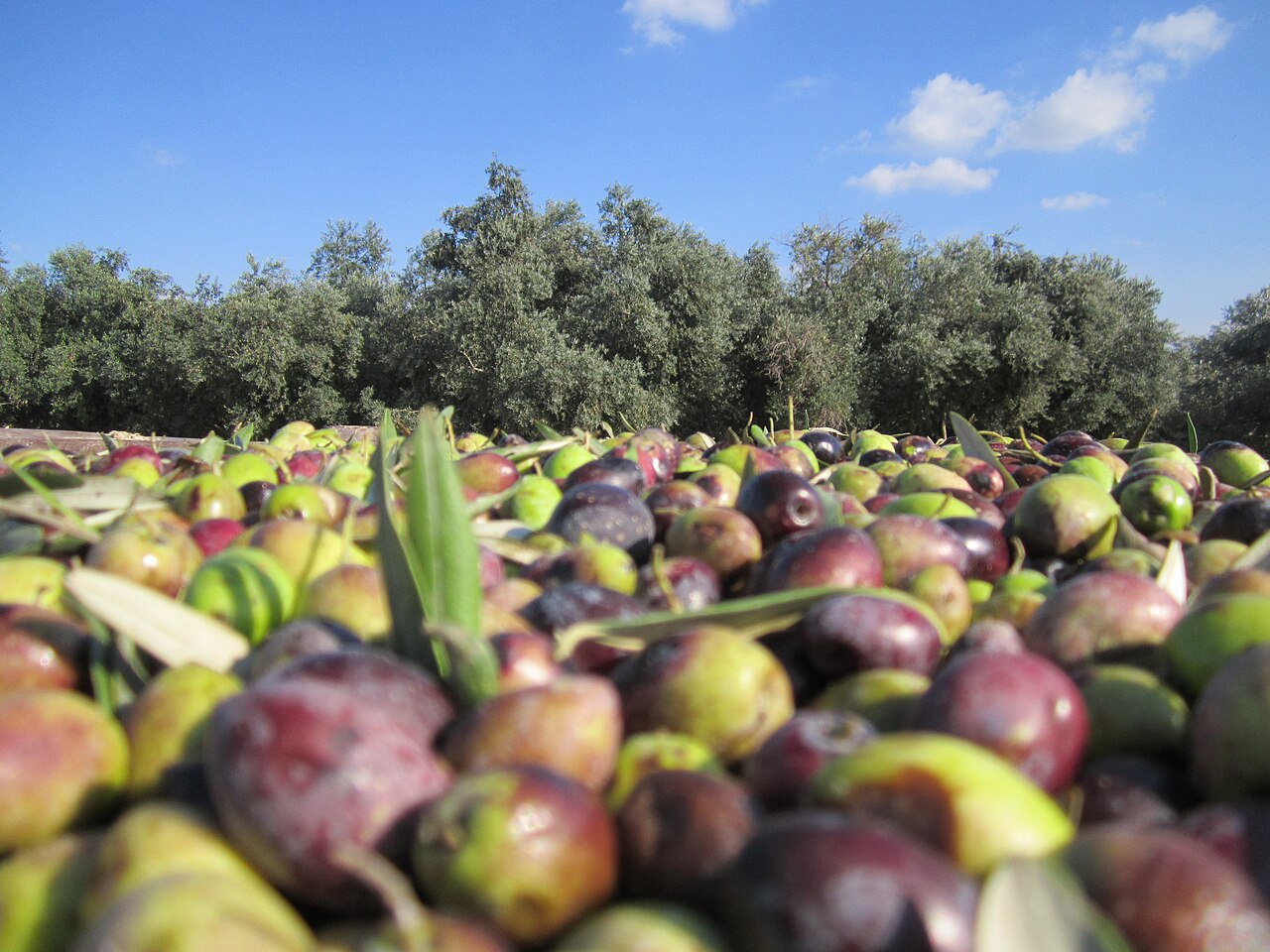 מסיק זיתים