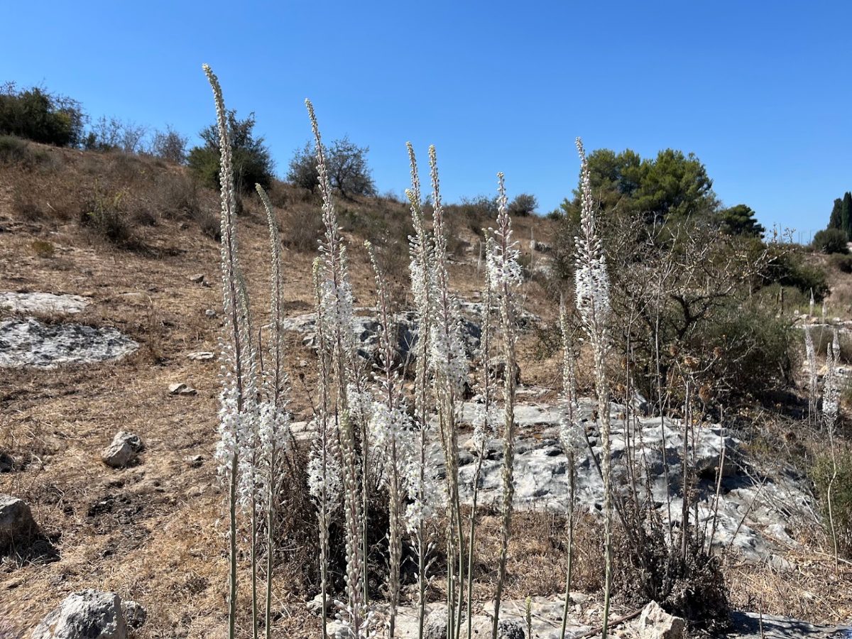 שיא פריחת חצבים ביודפת העתיקה