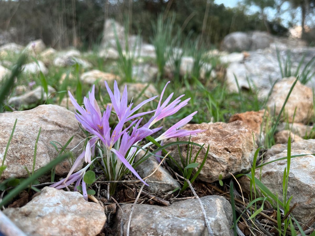 פריחת סתונייות