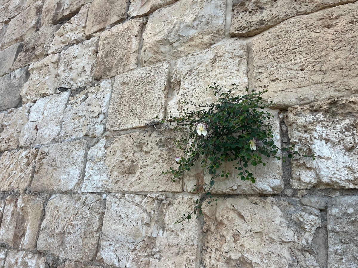 סיסים וצמחי הכותל