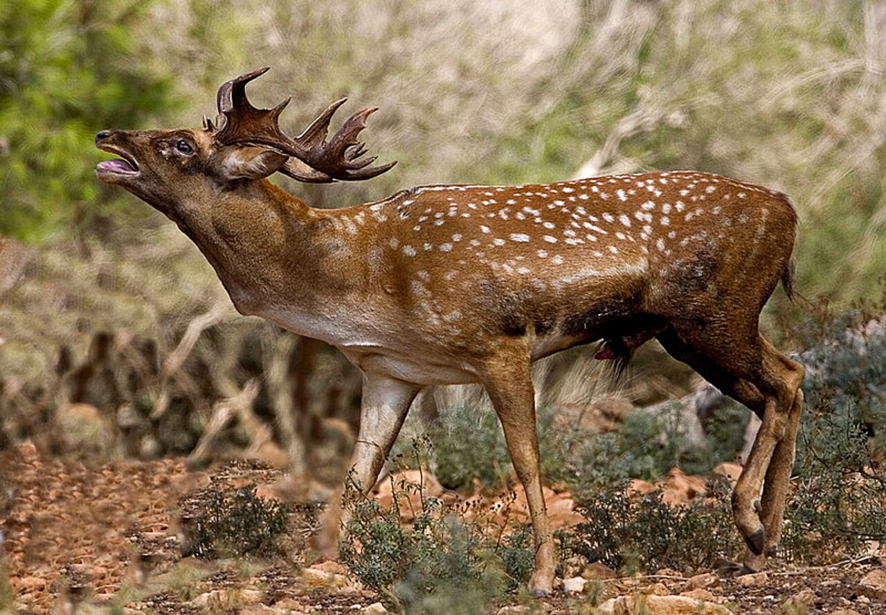 חי בר כרמל