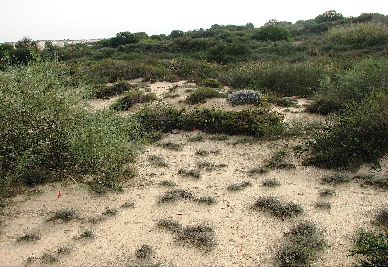 חולות ניצנים