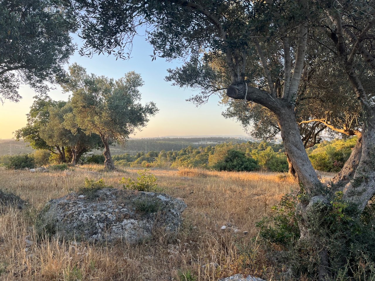 יער עירון