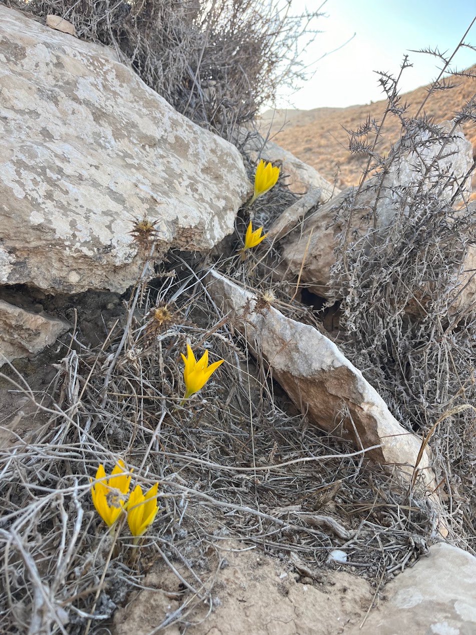 שמורת חלמונית רכס בוקר (שביל החלמוניות)